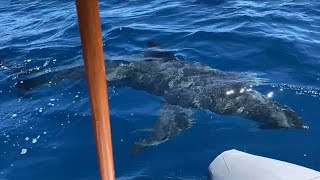 Great White Shark in Cottesloe Beach Perth  11 December 2020 [upl. by Lundquist272]