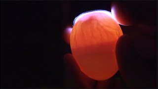 Candling Chick Eggs at Day 7 [upl. by Hairacaz952]