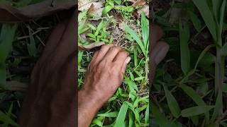 You must already know this insect insects nature acapella insect [upl. by Lucien905]