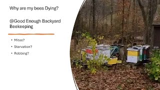 Why are my bees dying GoodEnoughBackyardBeekeeping [upl. by Gnak911]