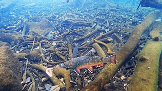 Ice Fishing for BROOK TROUT Underwater View [upl. by Iclek]