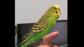 Kiwi practicing two phrases quotHey Siriquot and quotCute baby birdquot [upl. by Yerak130]