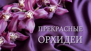 Прекрасные цветущие орхидеи  Beautiful flowering orchids [upl. by Yzzo]