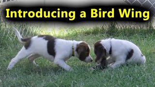 Introducing a Bird Wing to Brittany Spaniel Puppies [upl. by Celeski]