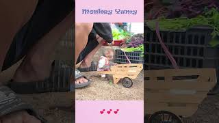 Monkey Yumy brings eggs to sell [upl. by Anaeerb]