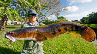 Most INVASIVE FISH in FloridaCatch Clean Cook Bullseye Snakehead [upl. by Volny]