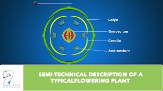 SEMI TECHNICAL DESCRIPTION OF A TYPICAL FLOWERING PLANT [upl. by Ehtyaf]