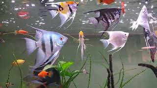 Beautiful angelfish tank  Aquarium [upl. by Ailema378]