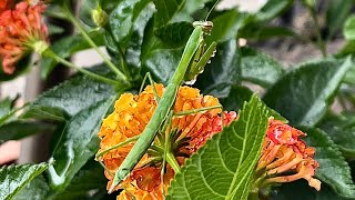 2024年8月6日 1 shower on a mantis カマキリ사마귀 [upl. by Anhej208]