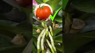 Restore orchid roots with just 1slice of tomato [upl. by Gillman469]