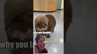 I AM CRYING HYSTERICALLY shorts short shortsfeed funny viral trending animals viralvideo [upl. by Alaik617]