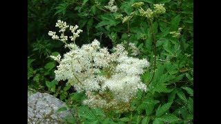 Identifying Meadowsweet Filipendula ulmaria Bridewort Meadsweet Meadow Wort Lady of the Meadow [upl. by Oinotna]