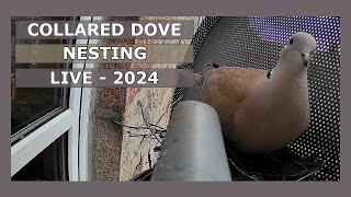 Satellite of Dove  Collared Dove Nest  Live 2024 [upl. by Sigismondo]