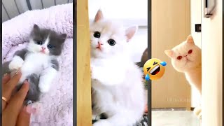 Funny Cats 2024 🐱 funny cats meme 🐱 mewmew Episode 4888 [upl. by Laure]