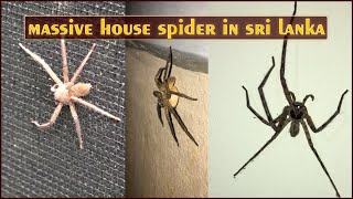 Massive House Spider in Sri Lanka  Spider  House Spider [upl. by Safire263]