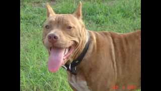 6 month old rednose pitbull puppy [upl. by Ahsetel]