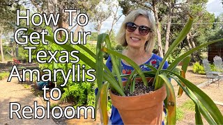 How To Get An Amaryllis Plant to Rebloom in Texas  part 3 [upl. by Maleki]