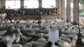 Hen Farm  Egg poultry Farm Business Plan  Farming  Hen Farming  Part 1 [upl. by Suvart140]