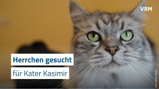 Herrchen gesucht Der schöne Kater „Kasimir“ [upl. by Werna]