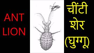 Antlion Cone Death Trap  The Hunt  BBC Earth  ANT LION [upl. by Euqinimod184]