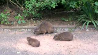 Mom Dassie Shows Kids How To Sandbath [upl. by Nnalyrehc341]