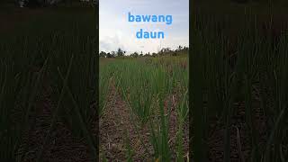 bawang daun [upl. by Zhang291]