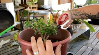 Beginning Some Boxwood Shaping [upl. by Mirabel]