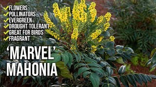 ‘Marvel’ Mahonia Update  Fragrant Flowers  Shade Loving [upl. by Htebzile]