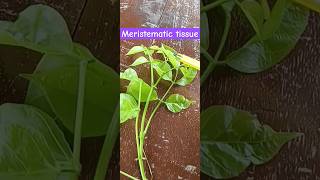 Meristematic tissue shortvideo viralvideo neet [upl. by Aynuat460]