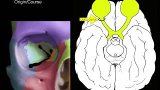 Cranial nerves I and II [upl. by Pratte]