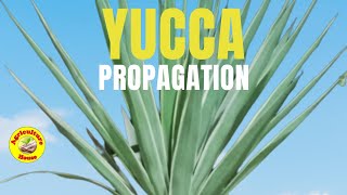 How to propagate Yucca Plant [upl. by Elijah924]