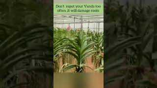 Vanda orchid care for beginnersHow to grow and care for Vanda orchids easily at homeShorts [upl. by Stephanie261]