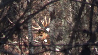 The BIGGEST Buck Ive Ever Seen Bowhunting the Ohio Rut [upl. by Gnemgnok]