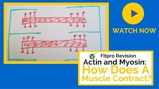 Actin and Myosin How do Muscles Contract [upl. by Aicitan]