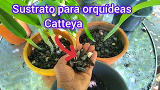 SUSTRATO para ORQUÍDEAS catteyaorquideasenyoutube [upl. by Elleira]