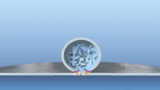 Fusion of vesicle with membrane [upl. by Letsyrc]