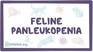 Feline panleukopenia [upl. by Modesty]