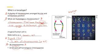 Karyotype 1 [upl. by Aldo]