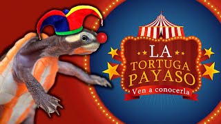 CUIDADOS Y ALIMENTACIÓN TORTUGA PAYASO  Emydura subglobosa [upl. by Fletch644]