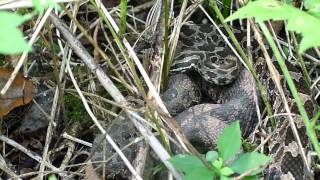 Video Eastern Massasauga Rattlesnake at the Matthaei Botanical Gardens [upl. by Legir]