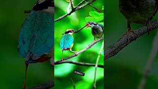 Indian pitta is feeding children birdlife foryou birdfeeding nature [upl. by Ennaeerb]