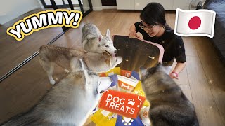 Japan Dog Treats Haul Taylor Swift Eras Tour Concert and MORE [upl. by Shirley]