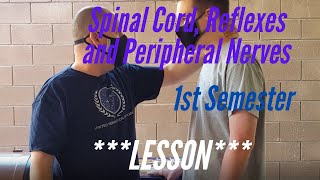 Spinal Cord Reflexes and Peripheral Nerves  Lesson 1st Semester Models Histology Reflexes [upl. by Ronoel183]