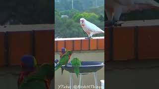 Silly Parrot Chases Birds [upl. by Ann]