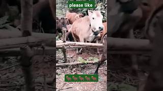 Cow farmers 18092024  Good jumping ytshorts [upl. by Novej]