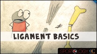 Ligament Basics  Science Explained [upl. by Isolda]