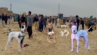 Top Quality Biggest Dogs 🐕 Market In Pakistan  Sunday Dog Market  Kohat Dog Mandi [upl. by Eenrahc]