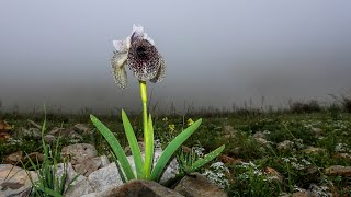 איריס נצרתי נוף הגליל 🌸 Iris bismarckiana Nof HaGalil Nazareth [upl. by Ogram182]