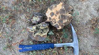 Hunting for Septarian Nodules with Crystals [upl. by Trever]