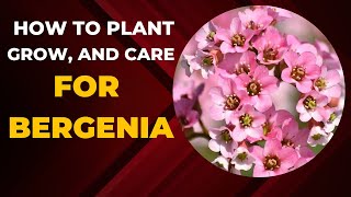 How to Plant Grow and Care for Bergenia [upl. by Doubler]